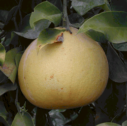 ‘暹罗甜柚’Siamese Sweet pomelo